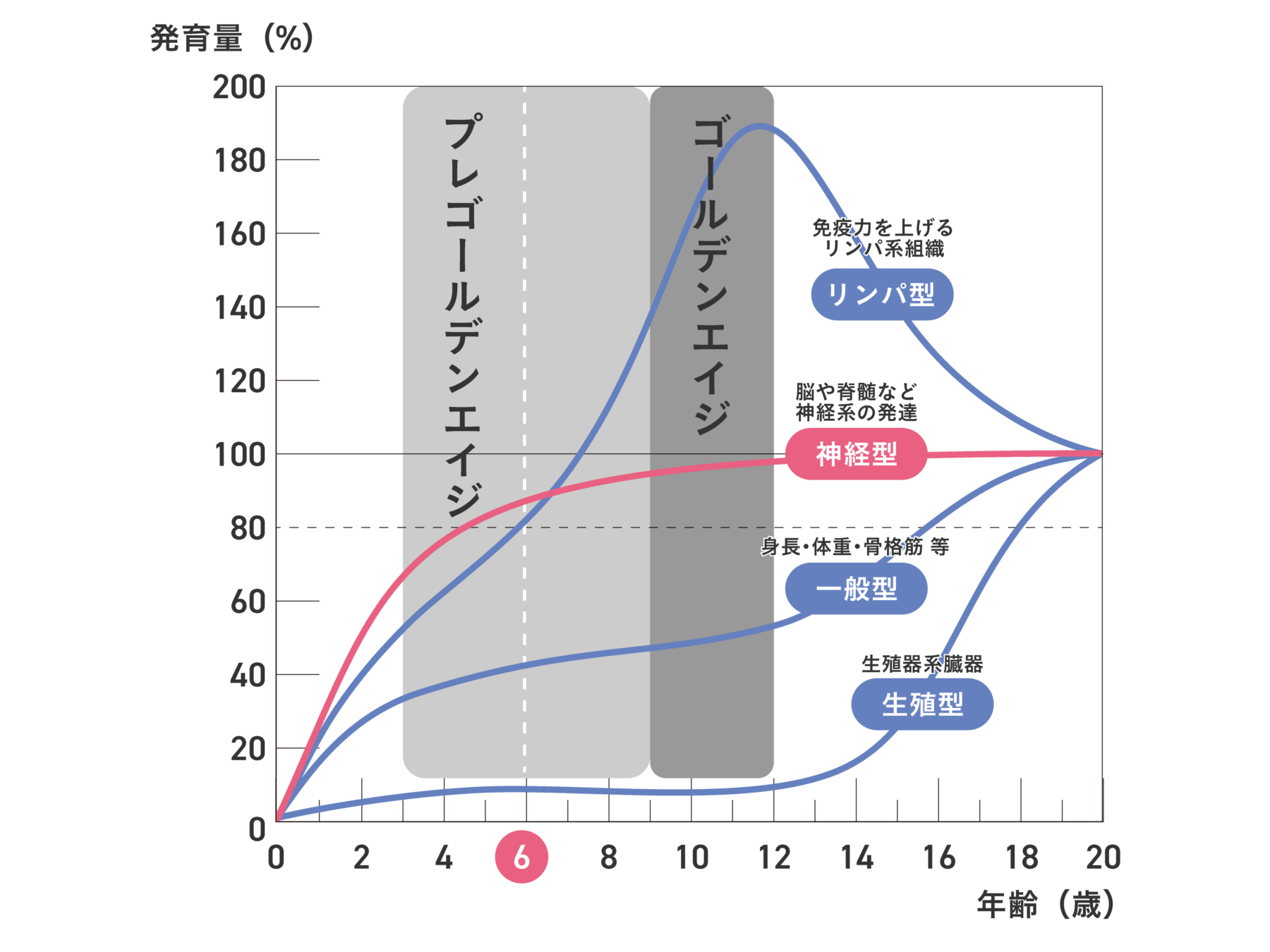 スキャモンの発育曲線の図